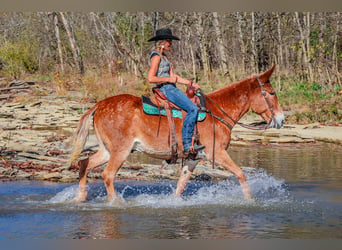 Fox trotter de Missouri, Caballo castrado, 14 años, Alazán rojizo