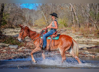 Fox trotter de Missouri, Caballo castrado, 14 años, Alazán rojizo