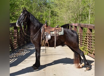 Fox trotter de Missouri, Caballo castrado, 14 años, Negro