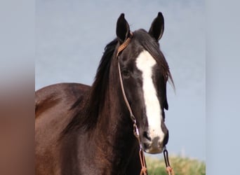 Fox trotter de Missouri, Caballo castrado, 14 años, Negro