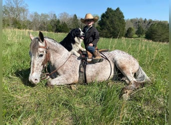 Fox trotter de Missouri, Caballo castrado, 15 años, 142 cm, Alazán-tostado