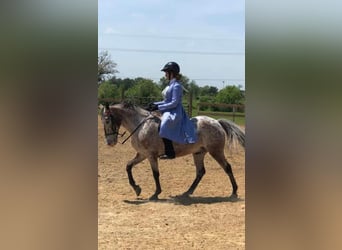 Fox trotter de Missouri, Caballo castrado, 15 años, 142 cm, Alazán-tostado