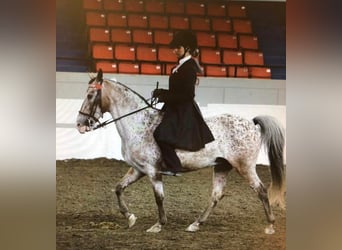 Fox trotter de Missouri, Caballo castrado, 15 años, 142 cm, Alazán-tostado