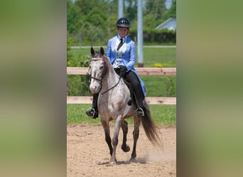 Fox trotter de Missouri, Caballo castrado, 15 años, 142 cm, Alazán-tostado