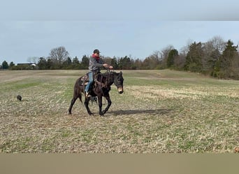 Fox trotter de Missouri, Caballo castrado, 15 años, 150 cm, Negro