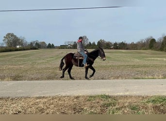 Fox trotter de Missouri, Caballo castrado, 15 años, 150 cm, Negro