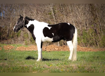 Fox trotter de Missouri, Caballo castrado, 15 años, 150 cm, Negro