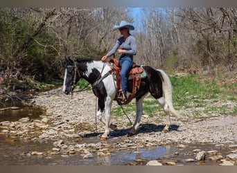 Fox trotter de Missouri, Caballo castrado, 15 años, 150 cm, Negro