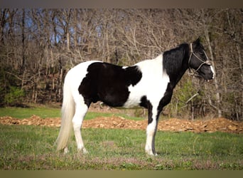 Fox trotter de Missouri, Caballo castrado, 15 años, 150 cm, Negro