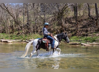 Fox trotter de Missouri, Caballo castrado, 15 años, 150 cm, Negro