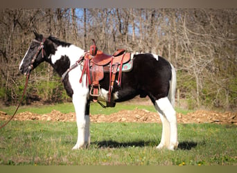 Fox trotter de Missouri, Caballo castrado, 15 años, 150 cm, Negro