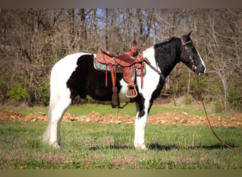 Fox trotter de Missouri, Caballo castrado, 15 años, 150 cm, Negro