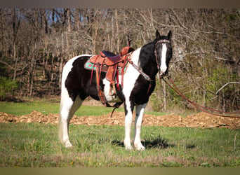 Fox trotter de Missouri, Caballo castrado, 15 años, 150 cm, Negro