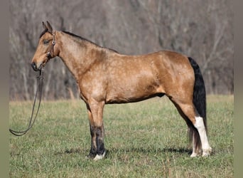 Fox trotter de Missouri, Caballo castrado, 15 años, 152 cm, Buckskin/Bayo