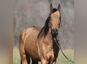 Fox trotter de Missouri, Caballo castrado, 15 años, 152 cm, Buckskin/Bayo