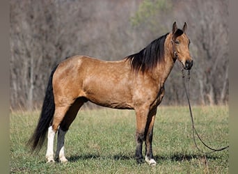 Fox trotter de Missouri, Caballo castrado, 15 años, 152 cm, Buckskin/Bayo