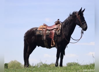 Fox trotter de Missouri, Caballo castrado, 15 años, 152 cm, Negro