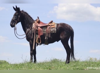 Fox trotter de Missouri, Caballo castrado, 15 años, 152 cm, Negro