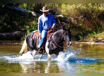 Fox trotter de Missouri, Caballo castrado, 15 años, 152 cm, Tobiano-todas las-capas