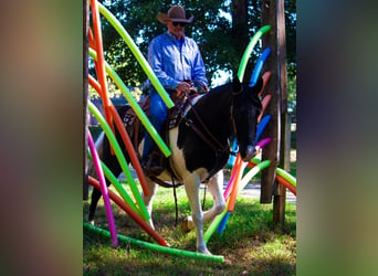 Fox trotter de Missouri, Caballo castrado, 15 años, 152 cm, Tobiano-todas las-capas