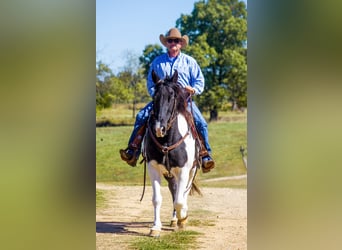 Fox trotter de Missouri, Caballo castrado, 15 años, 152 cm, Tobiano-todas las-capas