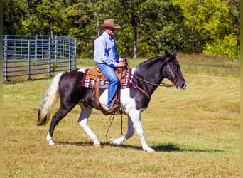 Fox trotter de Missouri, Caballo castrado, 15 años, 152 cm, Tobiano-todas las-capas