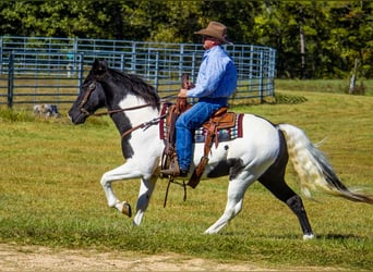 Fox trotter de Missouri, Caballo castrado, 15 años, 152 cm, Tobiano-todas las-capas