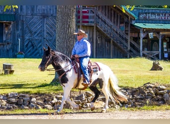 Fox trotter de Missouri, Caballo castrado, 15 años, 152 cm, Tobiano-todas las-capas