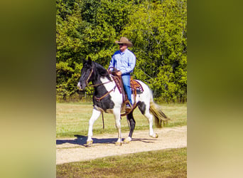 Fox trotter de Missouri, Caballo castrado, 15 años, 152 cm, Tobiano-todas las-capas