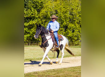 Fox trotter de Missouri, Caballo castrado, 15 años, 152 cm, Tobiano-todas las-capas