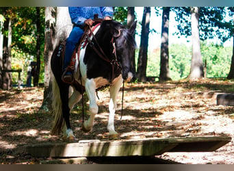 Fox trotter de Missouri, Caballo castrado, 15 años, 152 cm, Tobiano-todas las-capas