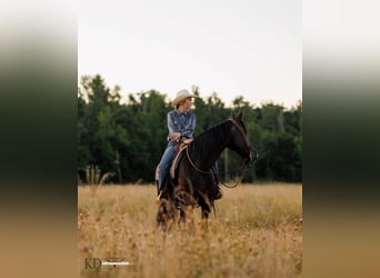 Fox trotter de Missouri, Caballo castrado, 15 años, 160 cm, Negro