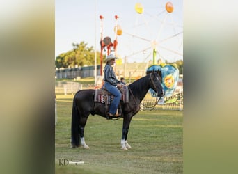 Fox trotter de Missouri, Caballo castrado, 15 años, 160 cm, Negro