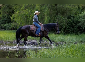 Fox trotter de Missouri, Caballo castrado, 15 años, 160 cm, Negro