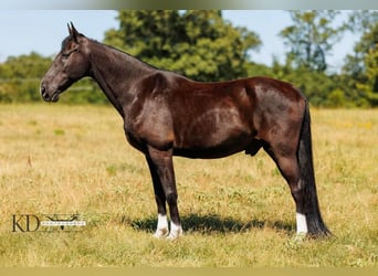 Fox trotter de Missouri, Caballo castrado, 15 años, 160 cm, Negro