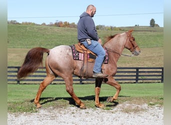 Fox trotter de Missouri, Caballo castrado, 15 años, Ruano alazán