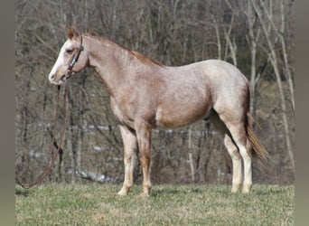 Fox trotter de Missouri, Caballo castrado, 16 años, 147 cm, Ruano alazán