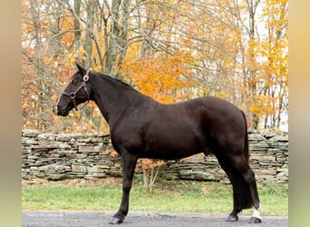 Fox trotter de Missouri, Caballo castrado, 16 años, 150 cm, Negro