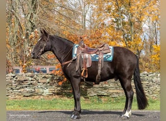 Fox trotter de Missouri, Caballo castrado, 16 años, 150 cm, Negro