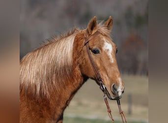 Fox trotter de Missouri, Caballo castrado, 16 años, 152 cm, Palomino