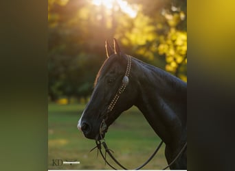 Fox trotter de Missouri, Caballo castrado, 16 años, 160 cm, Negro