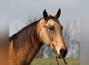 Fox trotter de Missouri, Caballo castrado, 16 años, 163 cm, Buckskin/Bayo