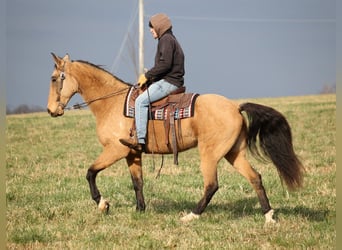 Fox trotter de Missouri, Caballo castrado, 16 años, 163 cm, Buckskin/Bayo