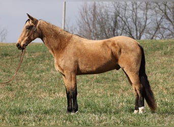 Fox trotter de Missouri, Caballo castrado, 16 años, 163 cm, Buckskin/Bayo