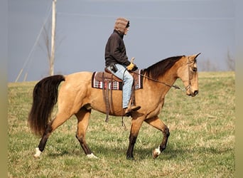 Fox trotter de Missouri, Caballo castrado, 16 años, 163 cm, Buckskin/Bayo