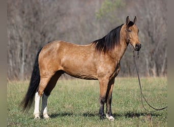 Fox trotter de Missouri, Caballo castrado, 16 años, Buckskin/Bayo