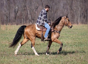 Fox trotter de Missouri, Caballo castrado, 16 años, Buckskin/Bayo