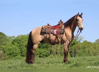 Fox trotter de Missouri, Caballo castrado, 17 años, Buckskin/Bayo