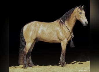 Fox trotter de Missouri, Caballo castrado, 17 años, Buckskin/Bayo