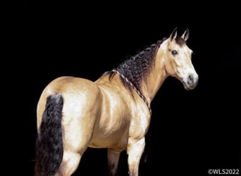 Fox trotter de Missouri, Caballo castrado, 17 años, Buckskin/Bayo